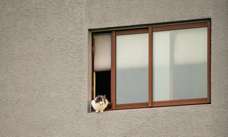 Una persona acariciando a un gato en su regazo