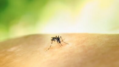 Mosquitos rodeando a una persona