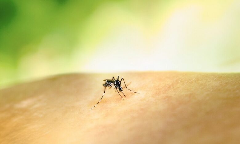 Mosquitos rodeando a una persona