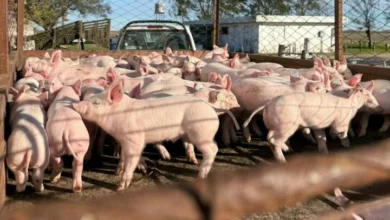 Imagen de la Estación Experimental Agropecuaria (EEA) Marcos Juárez, INTA Córdoba