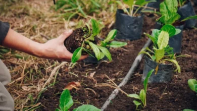 Punto de canje de residuos orgánicos por plantines en Bella Vista, Córdoba