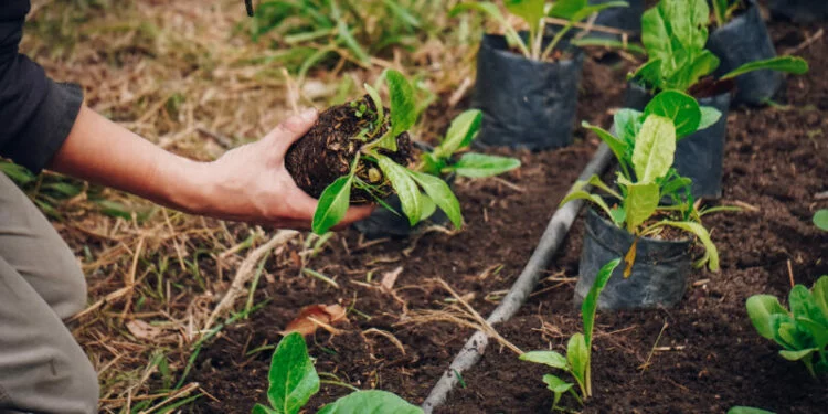 Punto de canje de residuos orgánicos por plantines en Bella Vista, Córdoba