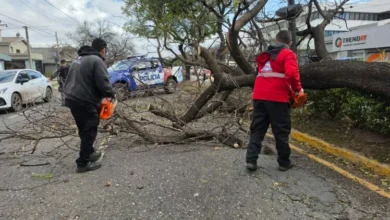 Imagen de una tormenta en Córdoba con ráfagas de viento y caída de árboles