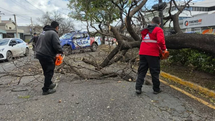 Imagen de una tormenta en Córdoba con ráfagas de viento y caída de árboles