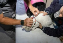 Mascotas siendo vacunadas en un centro de salud animal
