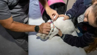 Mascotas siendo vacunadas en un centro de salud animal