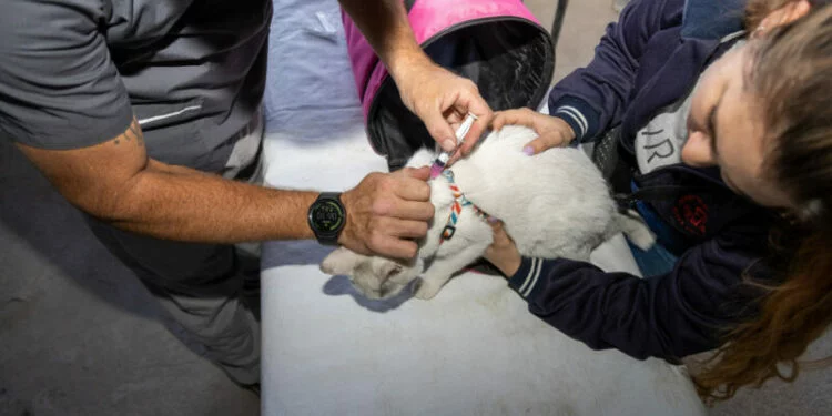 Mascotas siendo vacunadas en un centro de salud animal