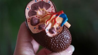 Riñón de cerdo modificado genéticamente usado en trasplante experimental