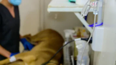 Quirófano móvil de Biocórdoba en el CPC Empalme realizando esterilizaciones gratuitas
