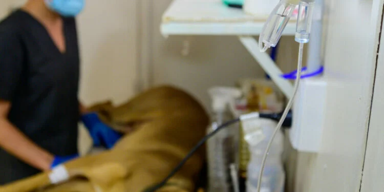 Quirófano móvil de Biocórdoba en el CPC Empalme realizando esterilizaciones gratuitas