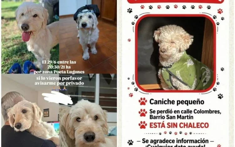 Rescatista independiente Candela Urban Ricciardi advierte sobre fraudes con mascotas perdidas en Córdoba