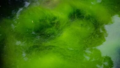 Micrografía de la alga verde Chlamydomonas reinhardtii, base de la optogenética