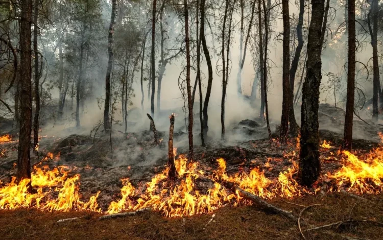 Bomberos atendiendo incendio forestal en la zona serrana de Córdoba